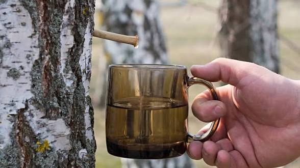 Як збирати березовий сік, щоб не отримати штраф