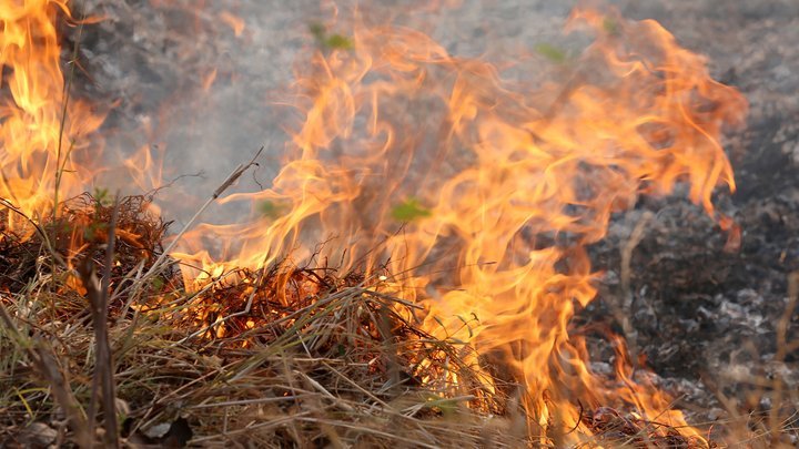 На Харківщині за підпал лісу присудили 5 років тюрми і 30 мільйонів збитків