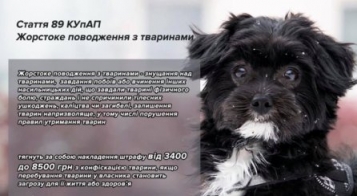 5100 гривень повинен сплатити чоловік за жорстоке поводження з твариною - tn1_0_04860100_1567714897_5d716e510be38.jpg