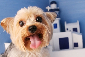 Черкаський суд розділив собаку навпіл між подружжям - tn1_0_13914800_1507046412_59d3b40c22037.jpg