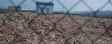 В деле о курином могильнике \