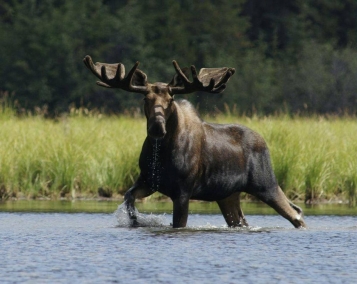 Привіт мисливцям! Верховний Суд залишив лося у Червоній книзі - tn1_0_99118600_1570041724_5d94ef7cf203f.jpg