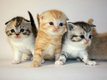 Зпрацювала стаття 299 КК: засуджено особу до 7,5 років позбавлення волі за знущання над кошенятами - tn1_zpratsyuvala_stattya_299_kk_zasudgeno_osobu_do_7_5_rokiv_pozbavlennya_voli_za_znushchannya_nad_koshenyatami_5c83b9a82fcd0.jpg