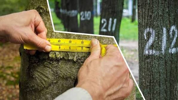 Балансоутримувачі зобов'язані вести облік зелених насаджень на закріплених територіях (КАС ВС справа №160/19500/23 від 11 квітня 2025 р.)