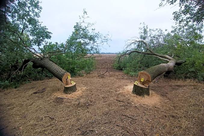 Як чоловік за три зрубані дерева ледве не відсидів три роки у виправного центрі (ВС у справі № 634/278/23 від 04 травня 2026 р.)