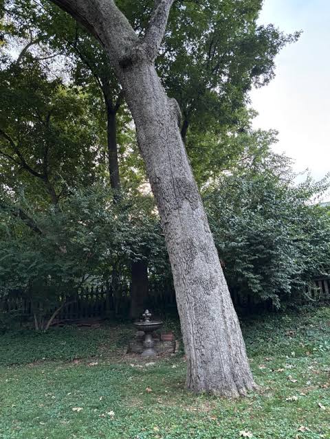 Зріз та вивезення дерев з огородженої приватної території має всі ознаки крадіжки, поєднаної з проникненням (ККС ВС справа 459/2219/20 від 29 травня 2024 р.)