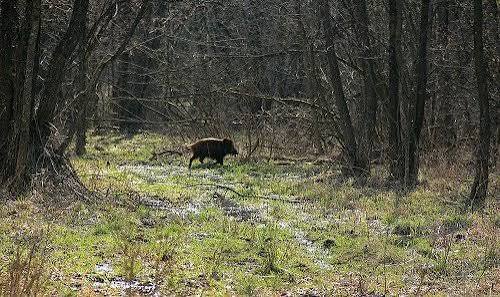 Історія одного полювання або як у браконьєра конфісковували рушницю (Володимирецький районний суд Рівненської області справа 556/306/24 від 21.03.2024 р.