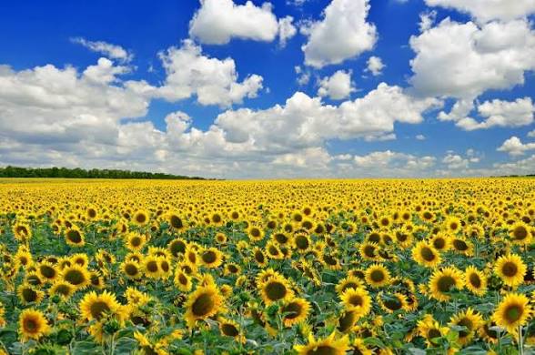 Урожай, вирощений на самовільно зайнятій ділянці, може бути конфіскований як майно, одержане внаслідок вчинення кримінального правопорушення (ККС ВС у справі  №930/2820/24 від 02.04.2026 р.)