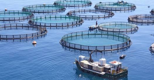 Займатися товарним рибним господарством можливо лише у разі оформлення права користування об'єктом водного фонду (КАС ВС у справі № 120/14522/23 від 17 березня 2026 р.)