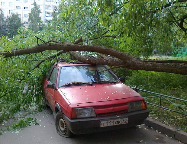 - na_avtomobil_vpalo_derevo_hto_vidshkodovue_shkodu_557170e03b56e.jpg