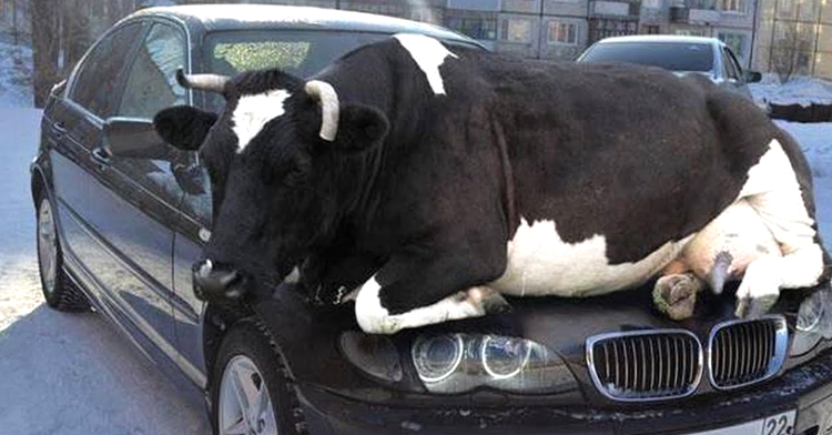  - 0_22678100_1474877595_57e8d89b37621.png