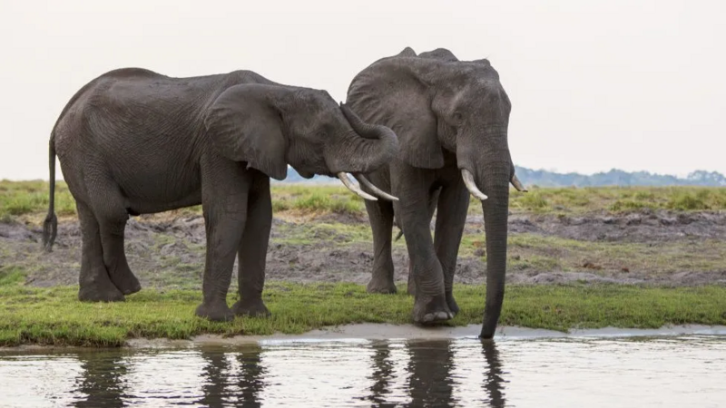 Ботсвана грозит отправить в Германию 20 тыс. слонов — и не потерпит отказа от такого «подарка»