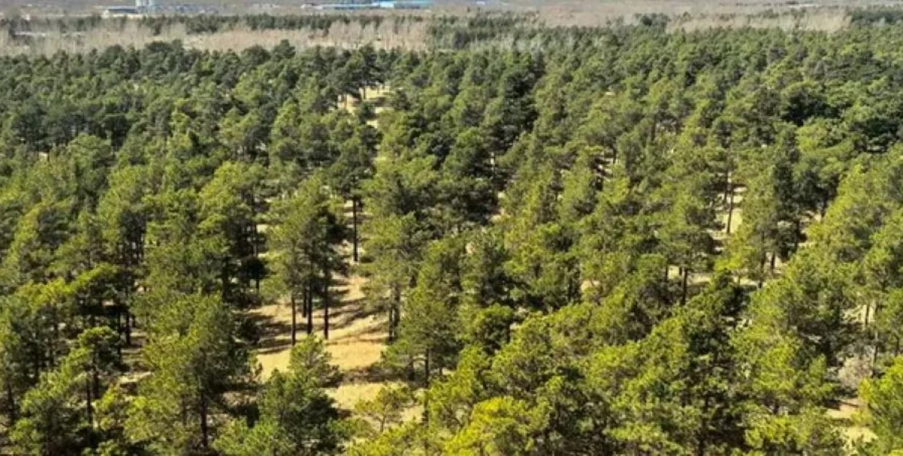 Большая зеленая стена: крупнейшую пустыню Китая превратили в поглотитель углекислого газа 