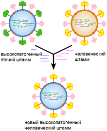  - kak_uchenie_otkrili_virusi_i_kak_oni_vliyayut_na_vse_givie_organizmi4_5e971f82ddd2a.png