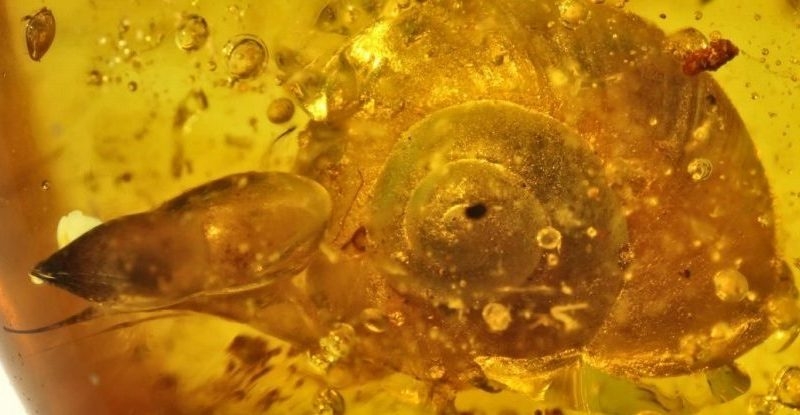  - paleontologi_nashli_ulitku_kotoroy_99_mln_let_5bc32cc33ec33.jpg